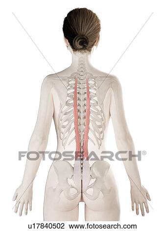 Stock Image - Longissimus thoracis muscle, illustration. Fotosearch