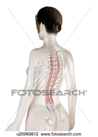 Stock Image - Longissimus thoracis muscle, illustration. Fotosearch