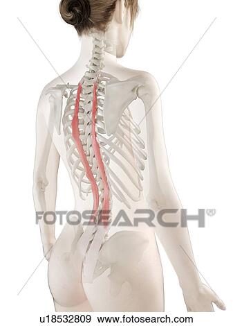 Stock Photo - Longissimus thoracis muscle, illustration. Fotosearch