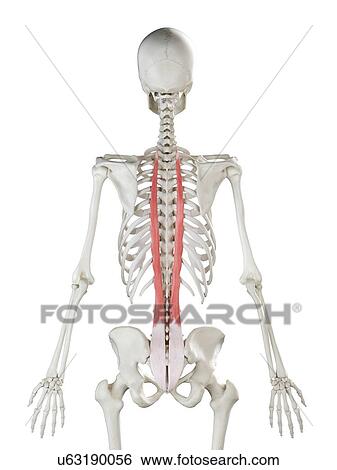 Stock Photograph - Longissimus thoracis muscle, illustration. Fotosearch