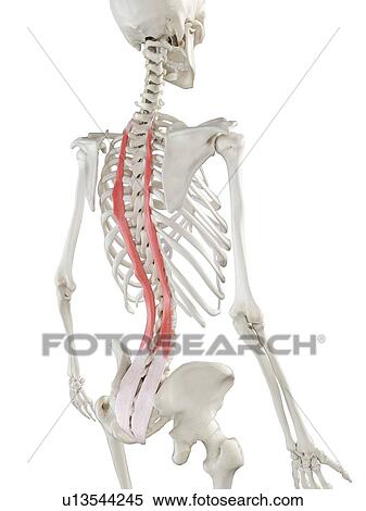 Stock Photography - Longissimus thoracis muscle, illustration. Fotosearch