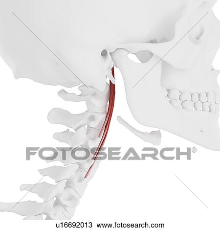 Longus capitis muscle, computer illustration. View Large Photo Image Stock Image - Longus capitis muscle, computer illustration.. Fotosearch