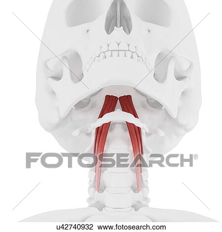 Longus capitis muscle, computer illustration. View Large Photo Image Stock Image - Longus capitis muscle, computer illustration.. Fotosearch