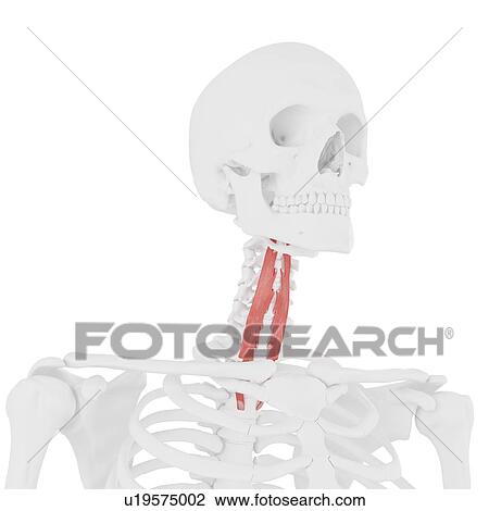 Longus colli muscle, computer illustration. View Large Photo Image Stock Image - Longus colli muscle, computer illustration.. Fotosearch