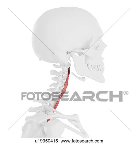 Longus colli muscle, computer illustration. View Large Photo Image Stock Photography - Longus colli muscle, computer illustration.. Fotosearch