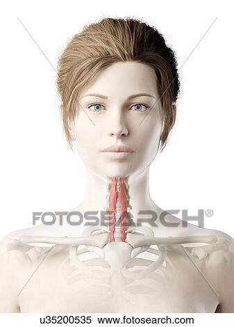 Longus colli muscle, illustration View Large Photo Image Stock Photography - Longus colli muscle, illustration. Fotosearch