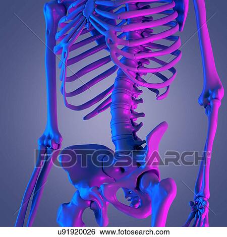 Stock Photograph - Lower spine, illustration. Fotosearch