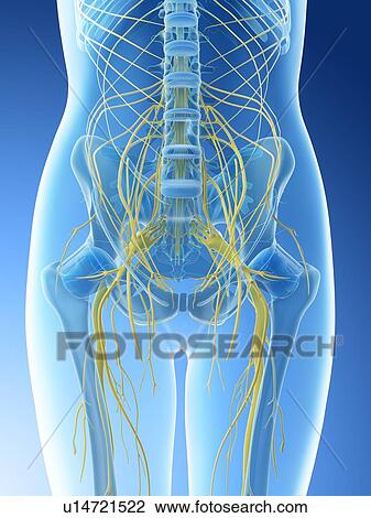 Stock Image - Lumbar nerves, computer illustration.. Fotosearch