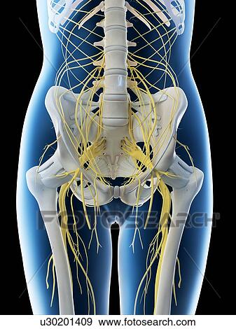 Lumbar nerves, computer illustration. View Large Photo Image Stock Photo - Lumbar nerves, computer illustration.. Fotosearch