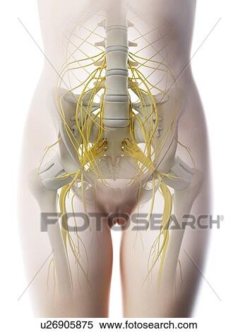 Lumbar nerves, computer illustration. View Large Photo Image Stock Photography - Lumbar nerves, computer illustration.. Fotosearch