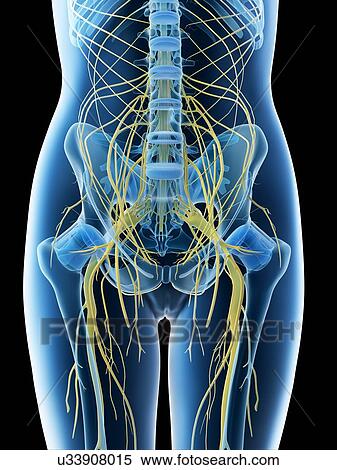 Lumbar nerves, computer illustration. View Large Photo Image Stock Photography - Lumbar nerves, computer illustration.. Fotosearch