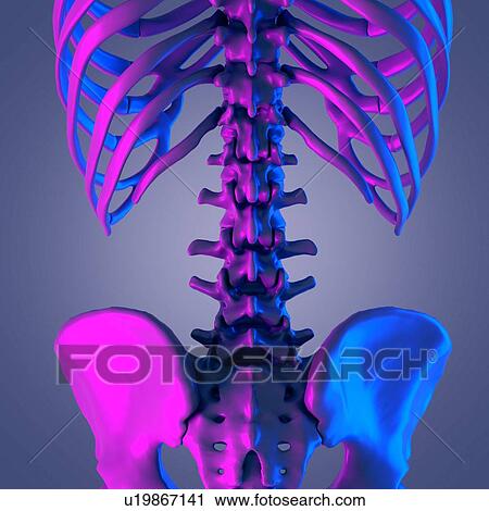 Stock Image - Lumber spine, illustration. Fotosearch