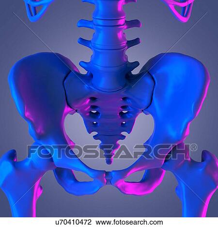 Stock Image - Lumber spine, illustration. Fotosearch