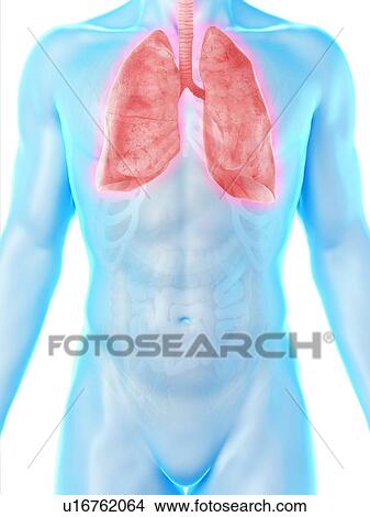 Picture - Lung anatomy, computer illustration.. Fotosearch