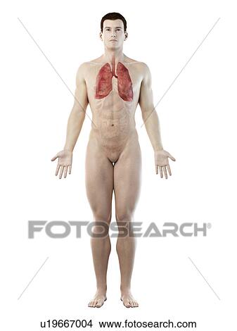 Picture - Lung anatomy, computer illustration.. Fotosearch
