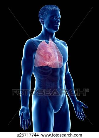 Picture - Lung anatomy, computer illustration.. Fotosearch