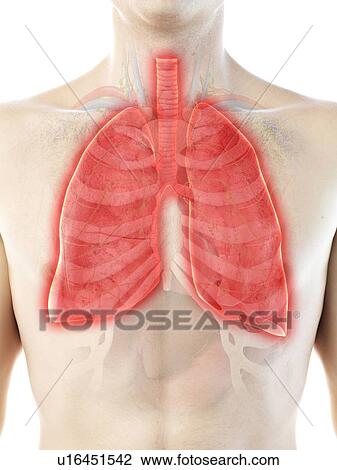 Stock Image - Lung anatomy, computer illustration.. Fotosearch