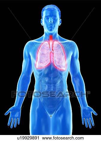 Stock Image - Lung anatomy, computer illustration.. Fotosearch