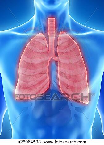 Stock Image - Lung anatomy, computer illustration.. Fotosearch