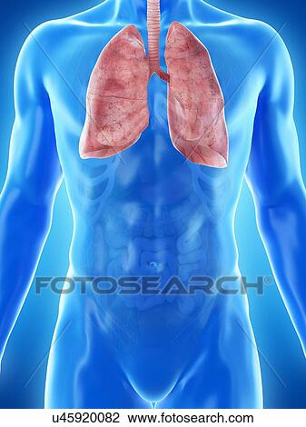Stock Image - Lung anatomy, computer illustration.. Fotosearch