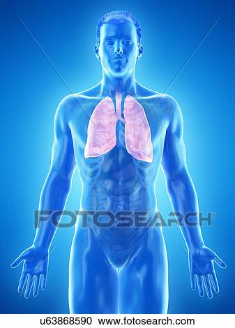 Lung anatomy, computer illustration. View Large Photo Image Stock Image - Lung anatomy, computer illustration.. Fotosearch