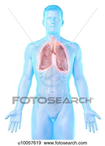Stock Photo - Lung anatomy, computer illustration.. Fotosearch