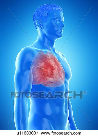 Lung anatomy, computer illustration. View Large Photo Image Stock Photo - Lung anatomy, computer illustration.. Fotosearch