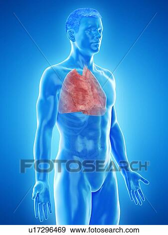 Stock Photo - Lung anatomy, computer illustration.. Fotosearch