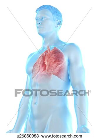 Lung anatomy, computer illustration. View Large Photo Image Stock Photo - Lung anatomy, computer illustration.. Fotosearch
