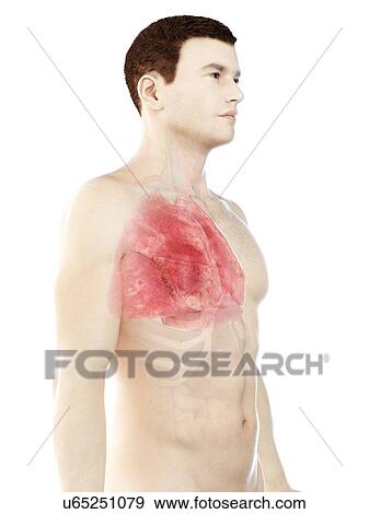 Stock Photo - Lung anatomy, computer illustration.. Fotosearch