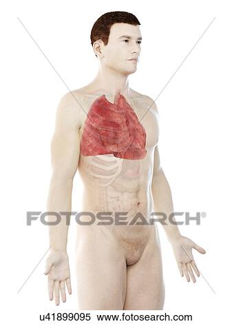 Lung anatomy, computer illustration. View Large Photo Image Stock Photography - Lung anatomy, computer illustration.. Fotosearch