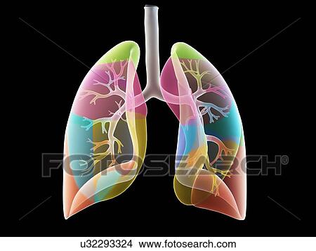 Lung anatomy, illustration View Large Photo Image Picture - Lung anatomy, illustration. Fotosearch