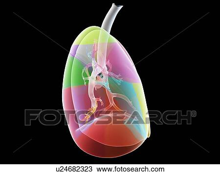 Stock Image - Lung anatomy, illustration. Fotosearch