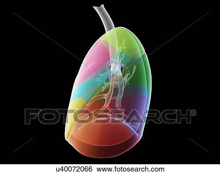 Stock Photograph - Lung anatomy, illustration. Fotosearch