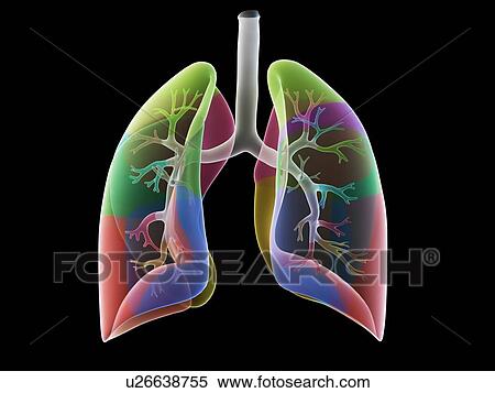 Stock Photography - Lung anatomy, illustration. Fotosearch