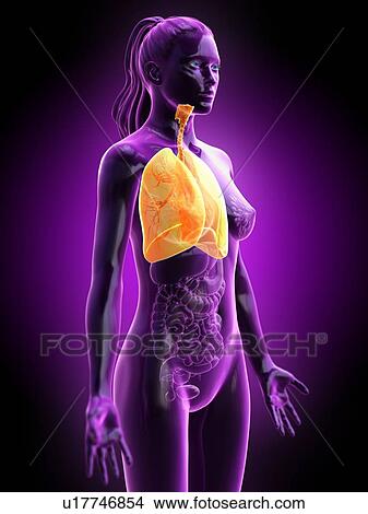 Picture - Lung, computer illustration.. Fotosearch