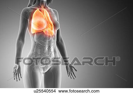 Picture - Lung, computer illustration.. Fotosearch