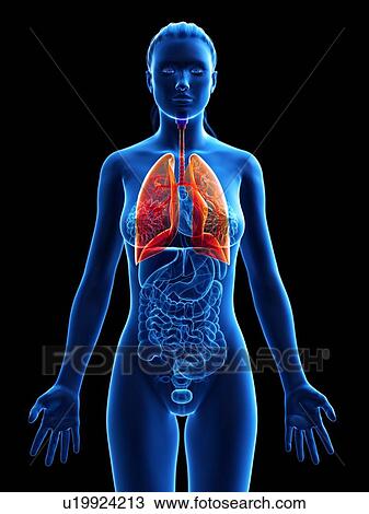 Stock Image - Lung, computer illustration.. Fotosearch