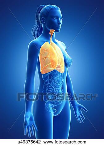 Stock Image - Lung, computer illustration.. Fotosearch