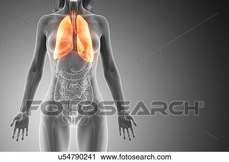 Stock Image - Lung, computer illustration.. Fotosearch