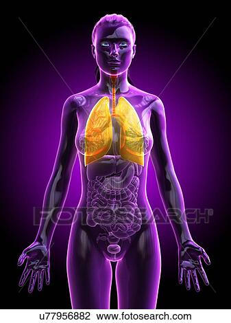 Lung, computer illustration. View Large Photo Image Stock Image - Lung, computer illustration.. Fotosearch