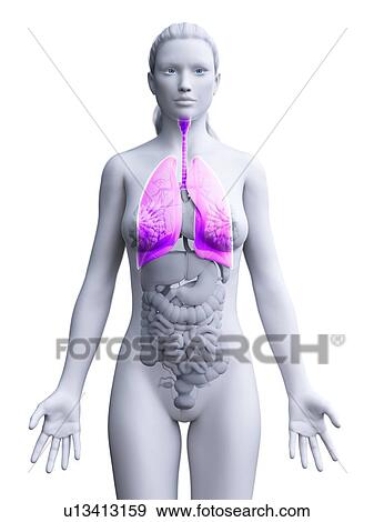 Stock Photo - Lung, computer illustration.. Fotosearch