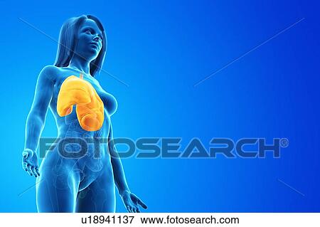 Stock Photo - Lung, computer illustration.. Fotosearch