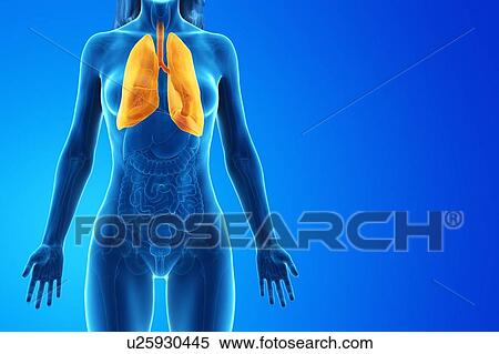 Stock Photography - Lung, computer illustration.. Fotosearch