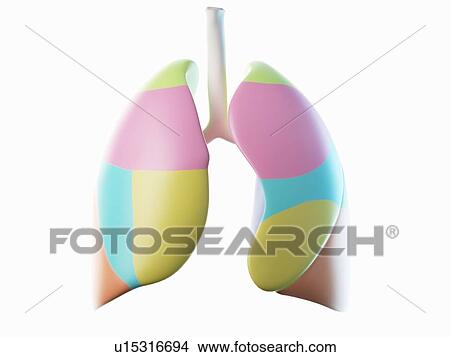 Picture - Lung, illustration. Fotosearch