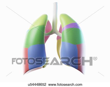 Stock Image - Lung, illustration. Fotosearch