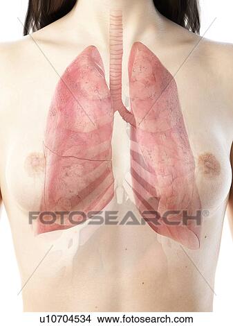 Picture - Lungs, illustration. Fotosearch