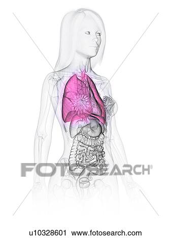 Stock Image - Lungs, illustration. Fotosearch