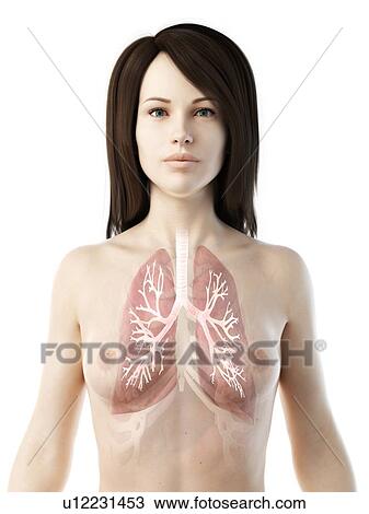 Stock Image - Lungs, illustration. Fotosearch