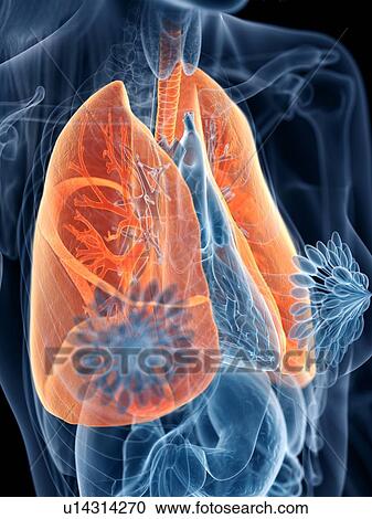 Stock Image - Lungs, illustration. Fotosearch